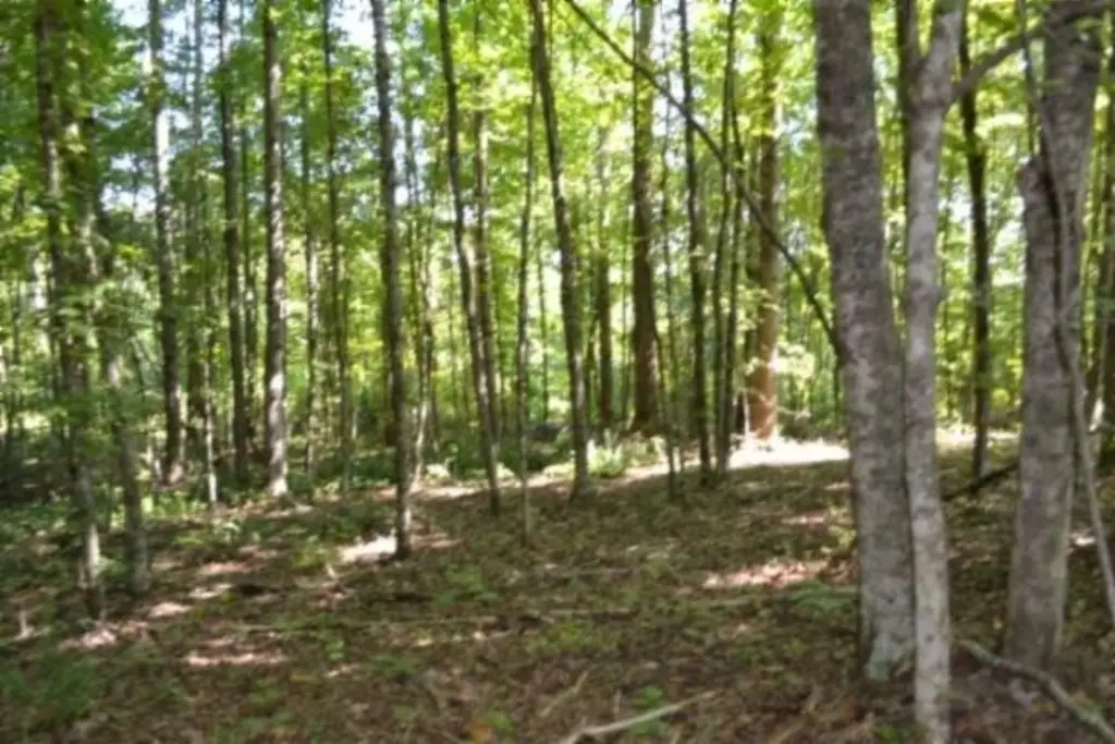 Picture 31