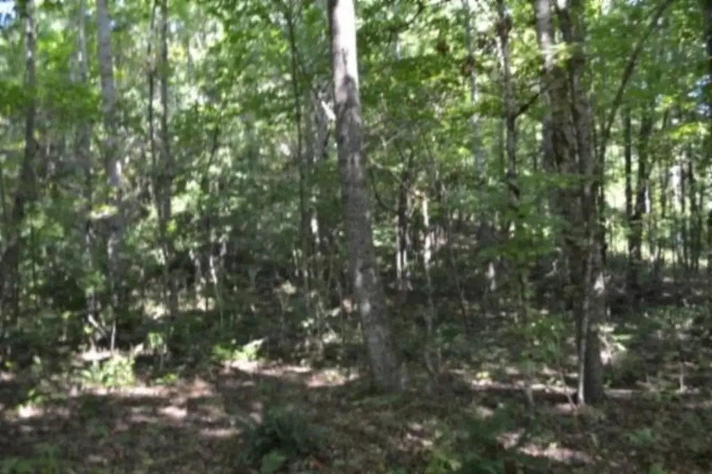 Picture 27