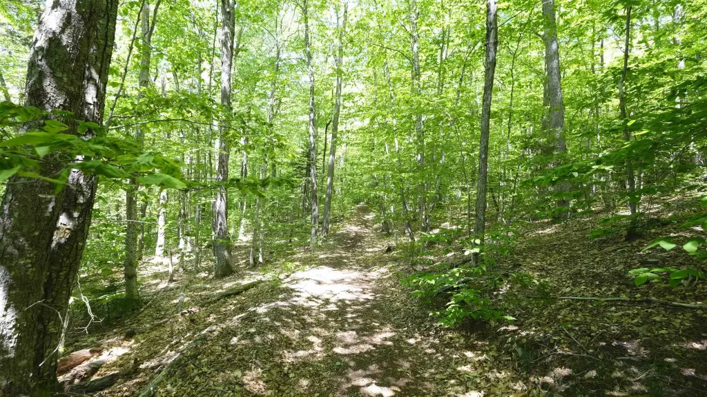 Picture 31