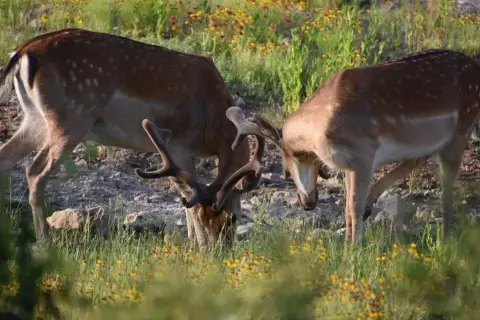 65 Acres Ranchette in Brady, TX