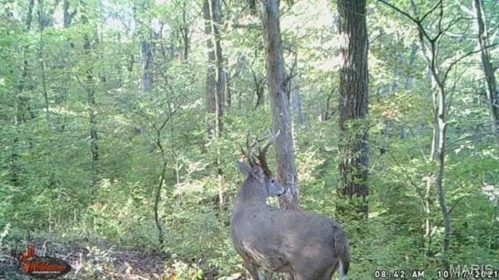Picture 3