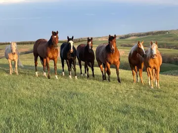 Horse Creek Ranch: Recreational Gem