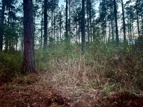 East Texas Piney Woods Acreage