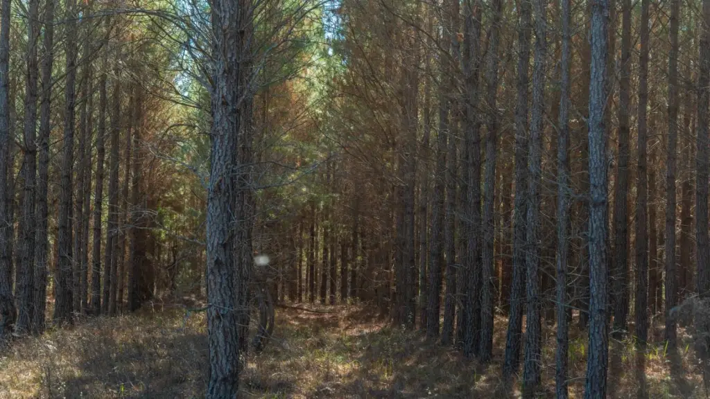 Picture 8