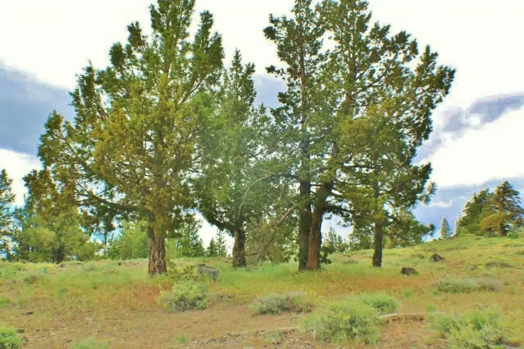 Picture 17