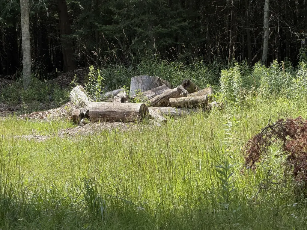 Picture 5