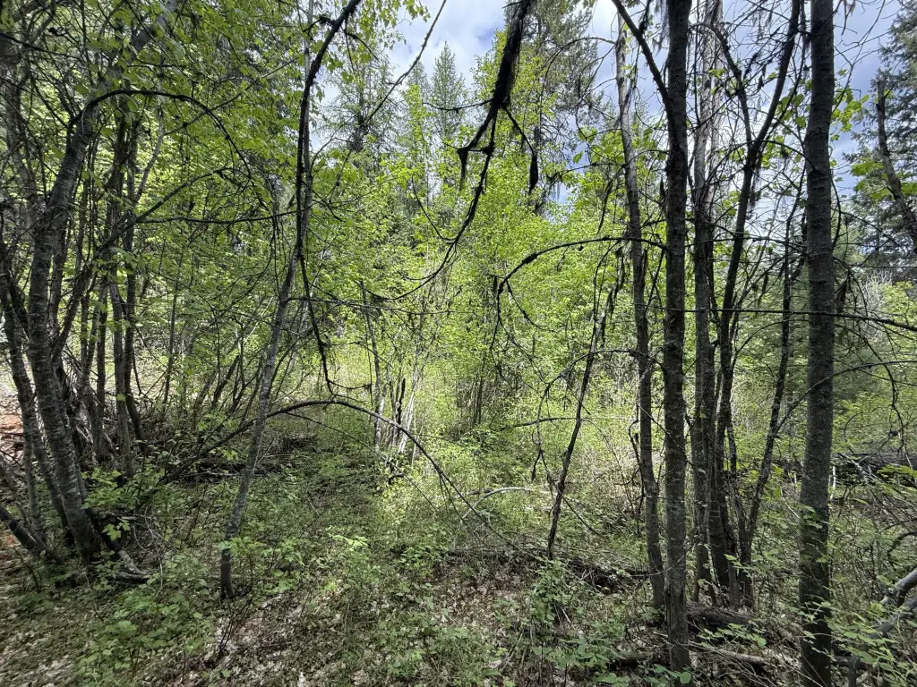 Picture 5