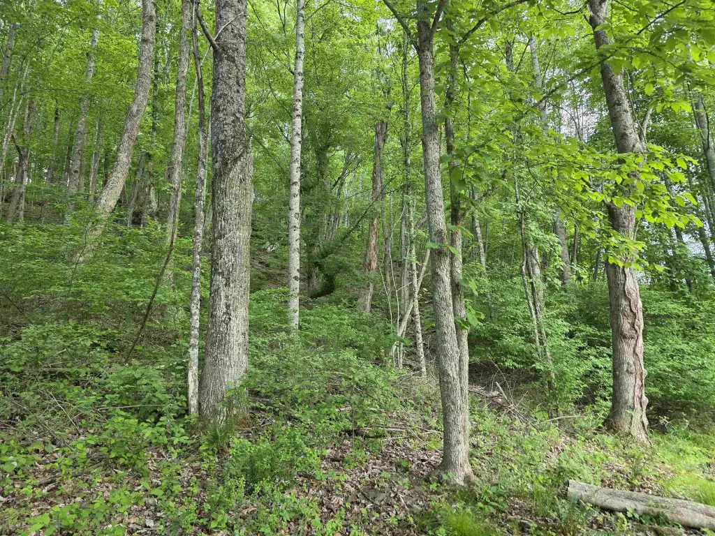 Picture 5