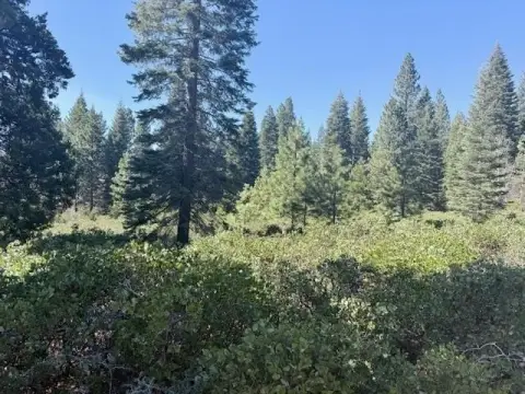 Lake Almanor Buildable Lot