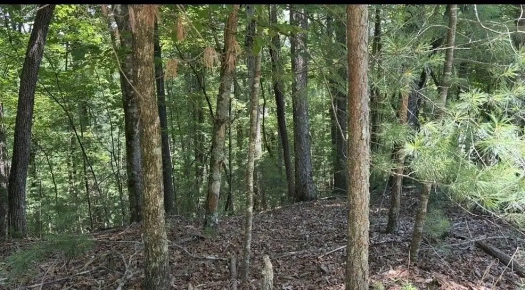 Picture 4