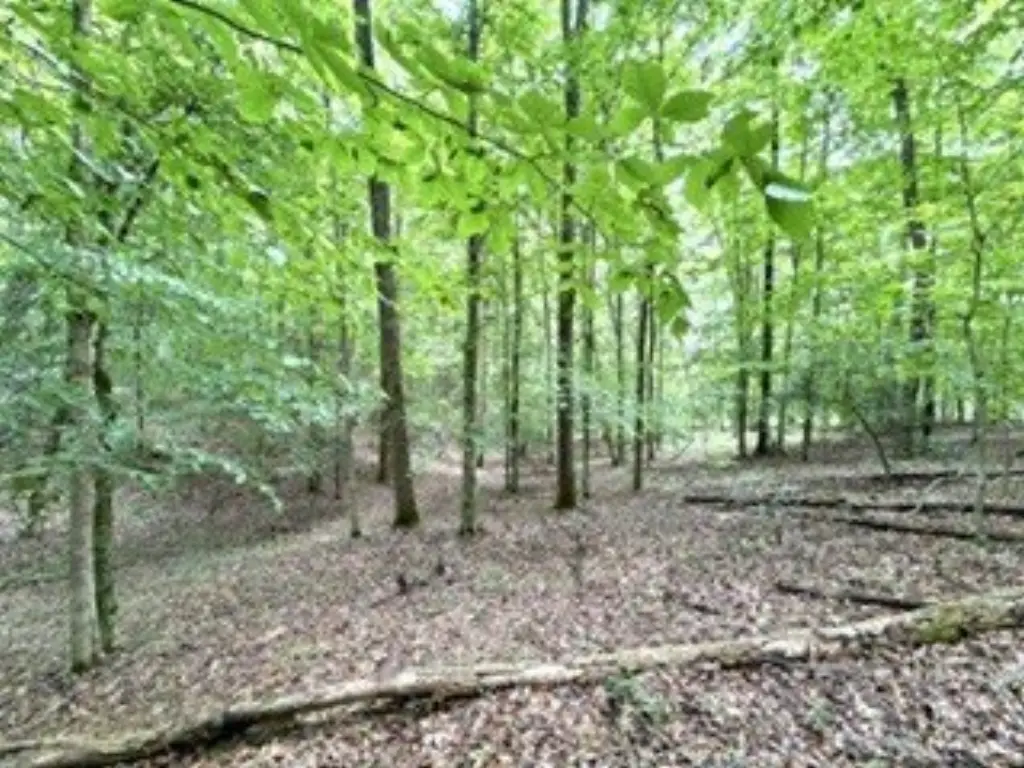 Picture 37