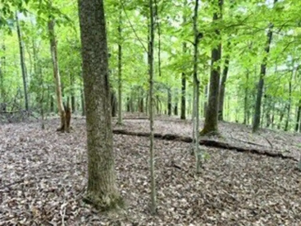 Picture 36