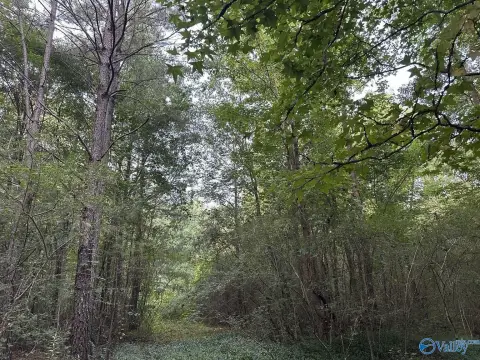 Wooded Hunting Land with Stream