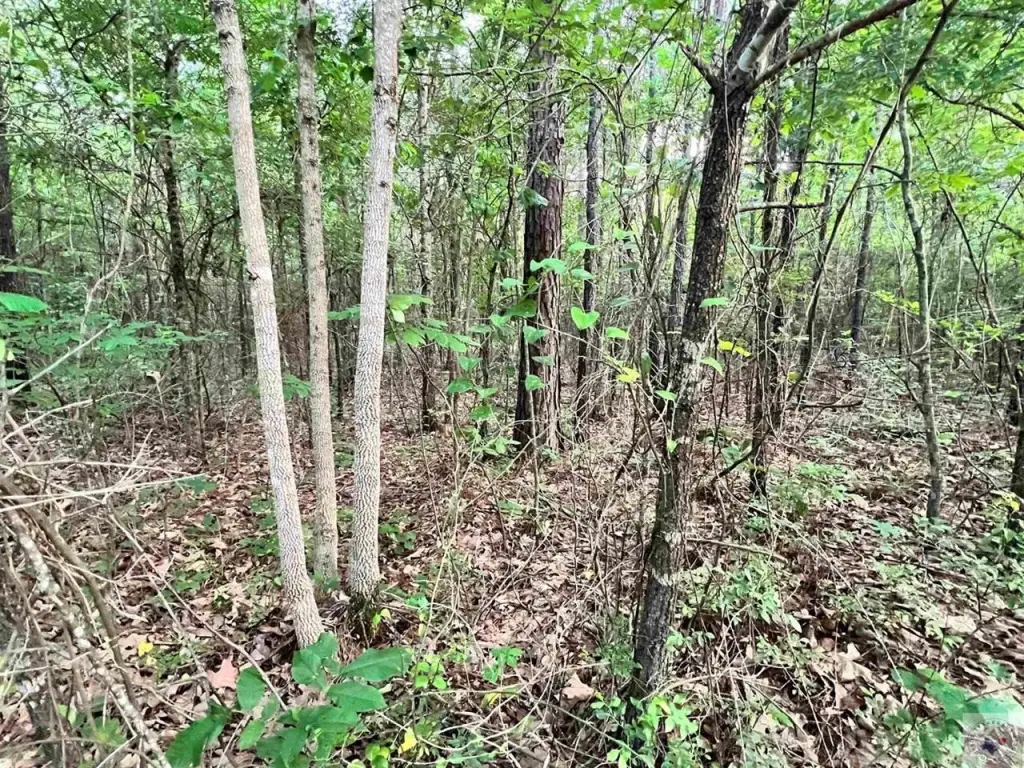 Picture 6