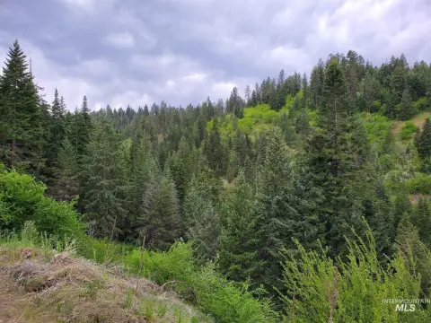 94 Acres of Treed Land