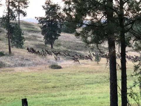 57 Acres South of Chewelah