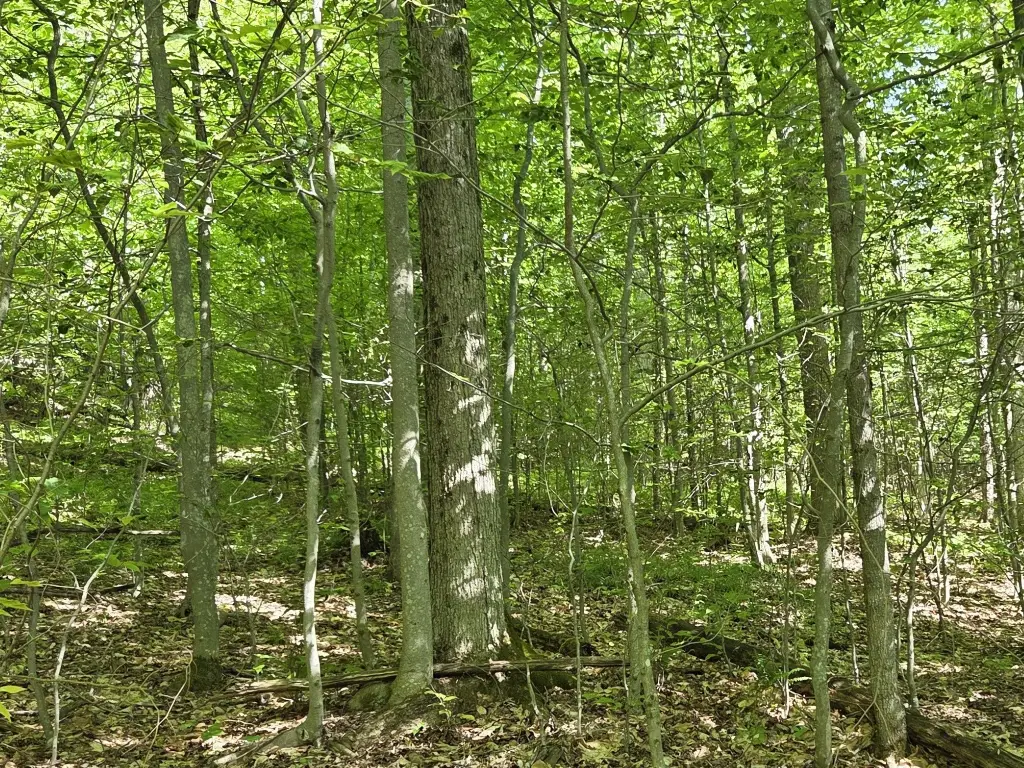 Picture 18