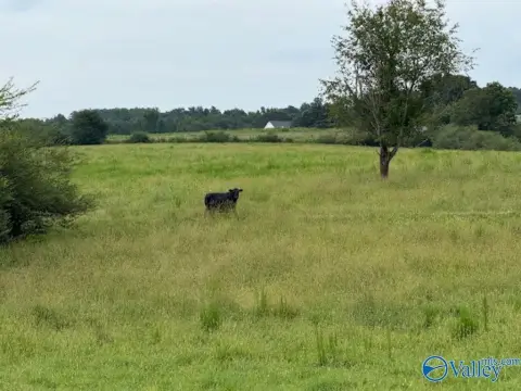 Fenced-Pasture Cattle Farm