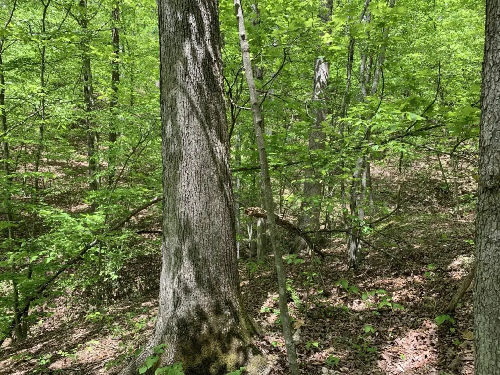 Picture 47