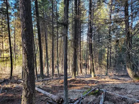 40 Acres of Timbered Solitude