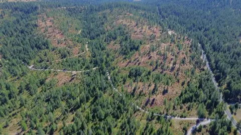 Timbered Acreage in Deer Park