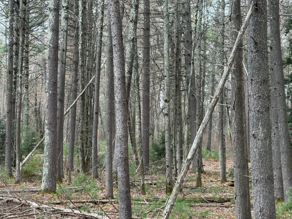 Picture 4