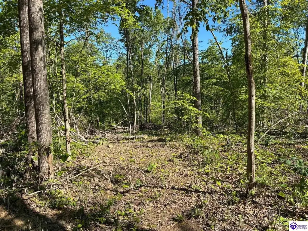 Picture 41