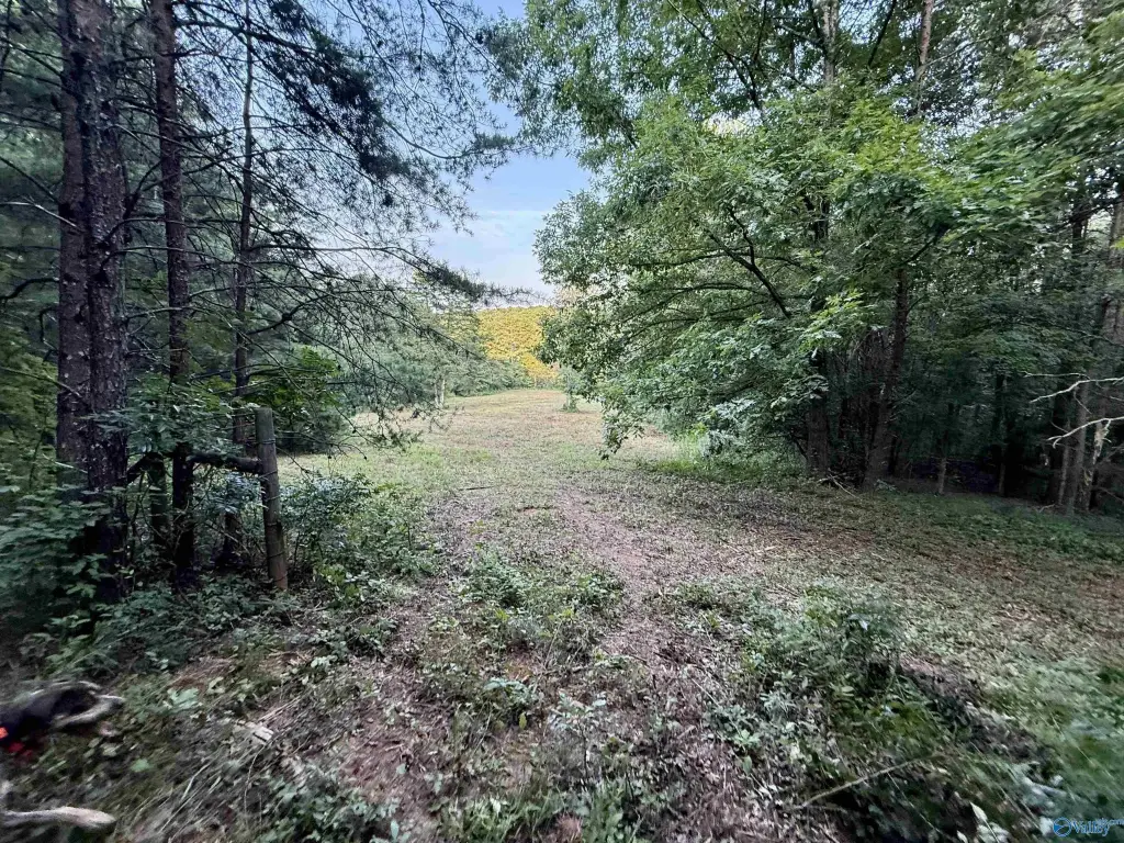 Picture 31