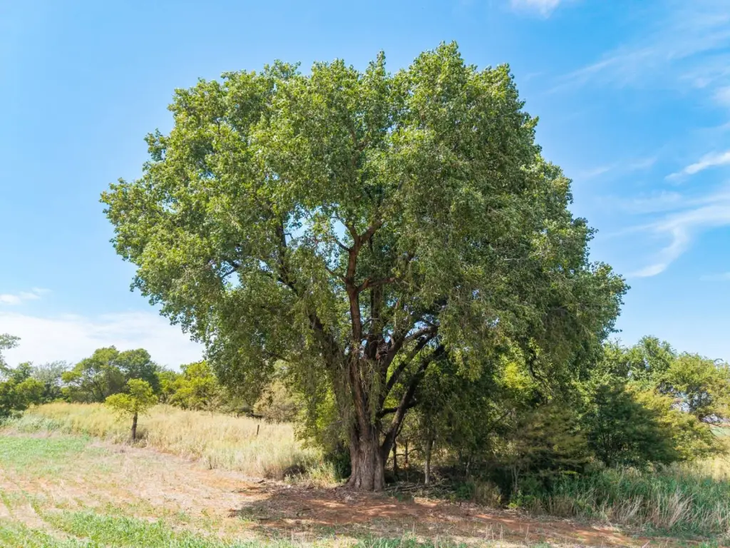 Picture 43