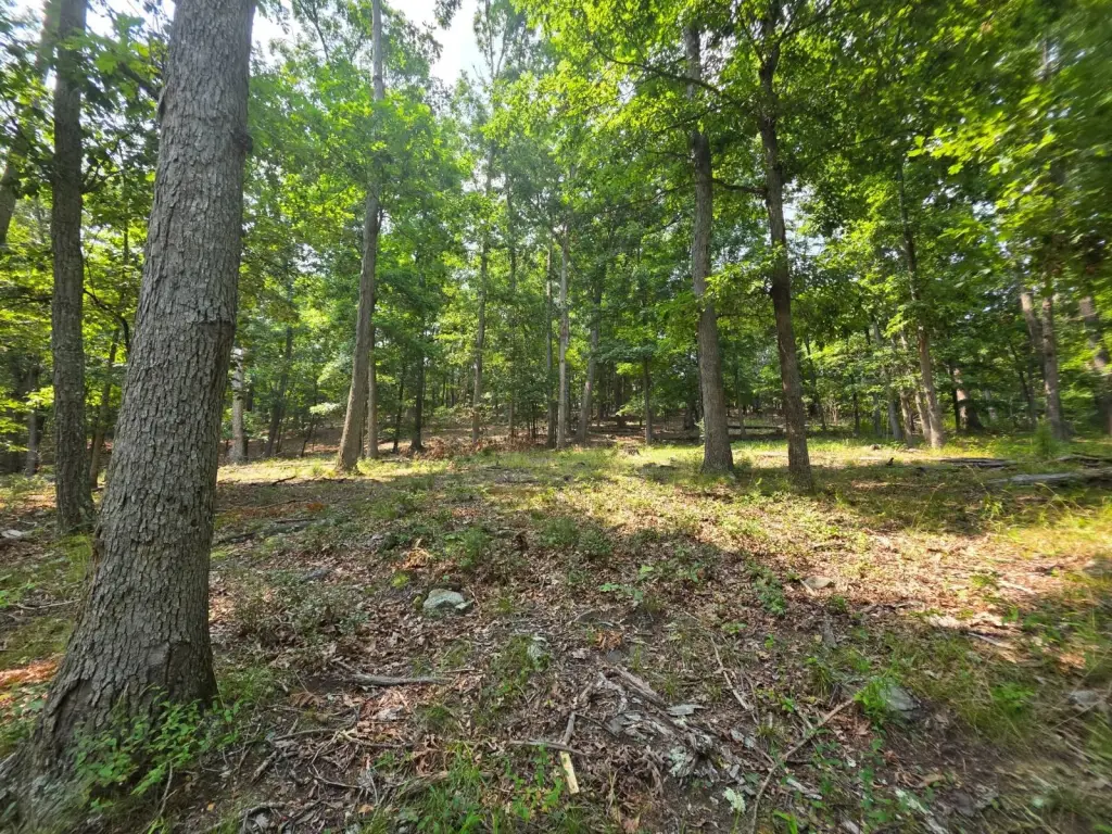 Picture 45