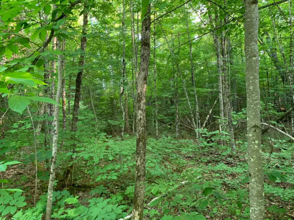 Picture 5