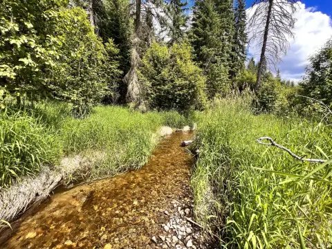 Heavily Treed Land with Creek