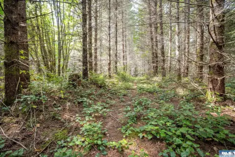 Port Angeles Treed Land Parcel