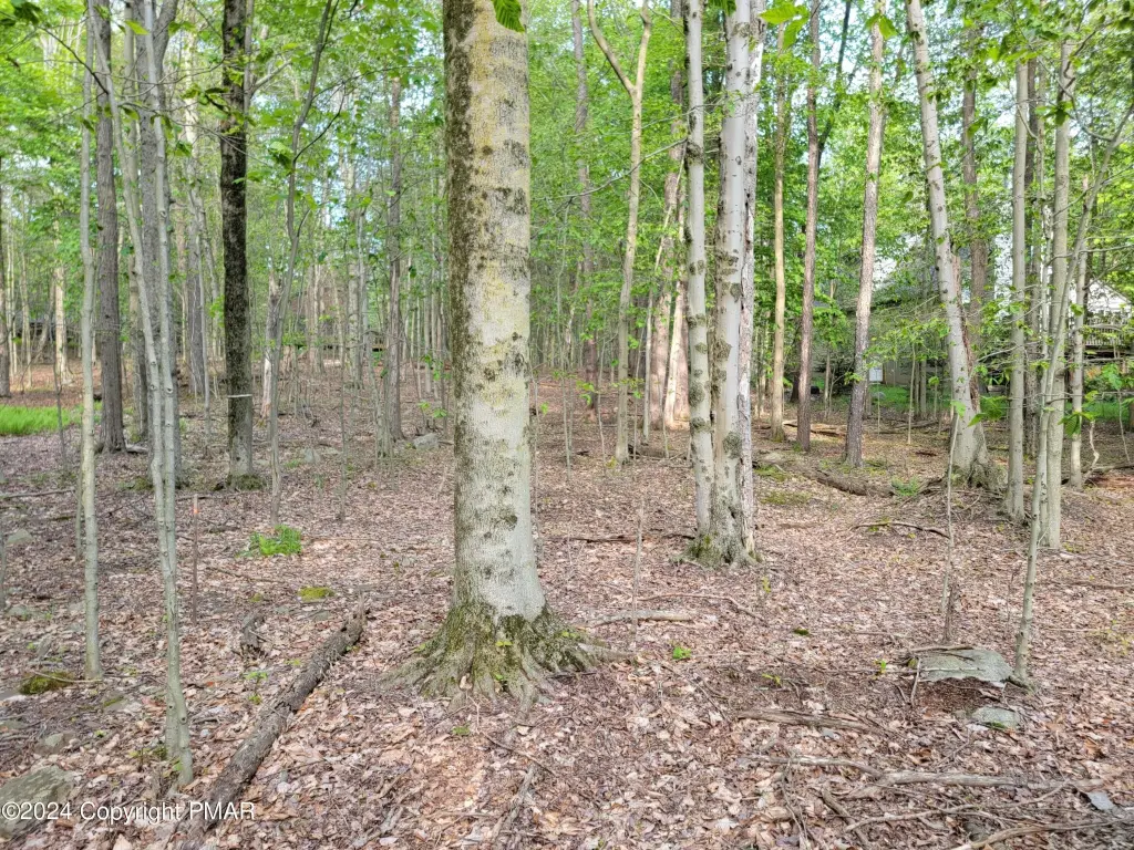 Picture 8