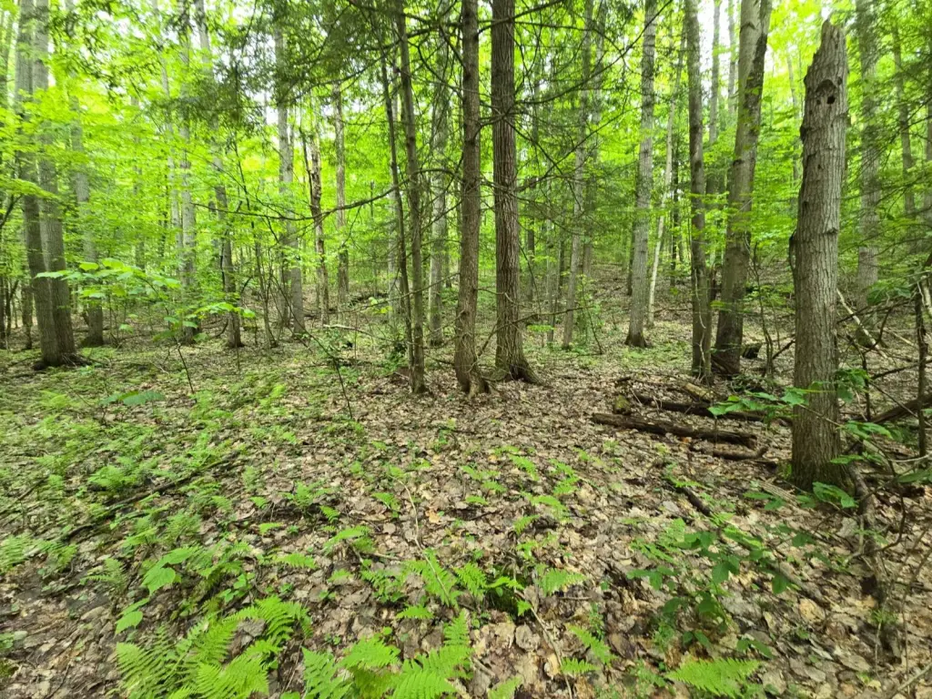 Picture 28