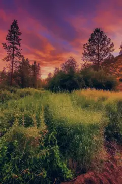 4-Acre Parcel Near Lake Roosevelt