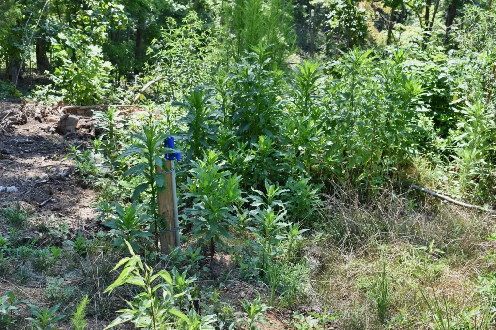 Picture 18