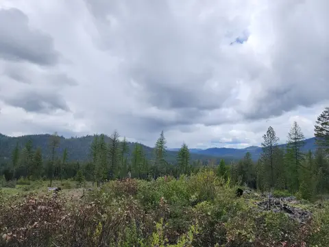 Well-Timbered Acreage in Newport, WA