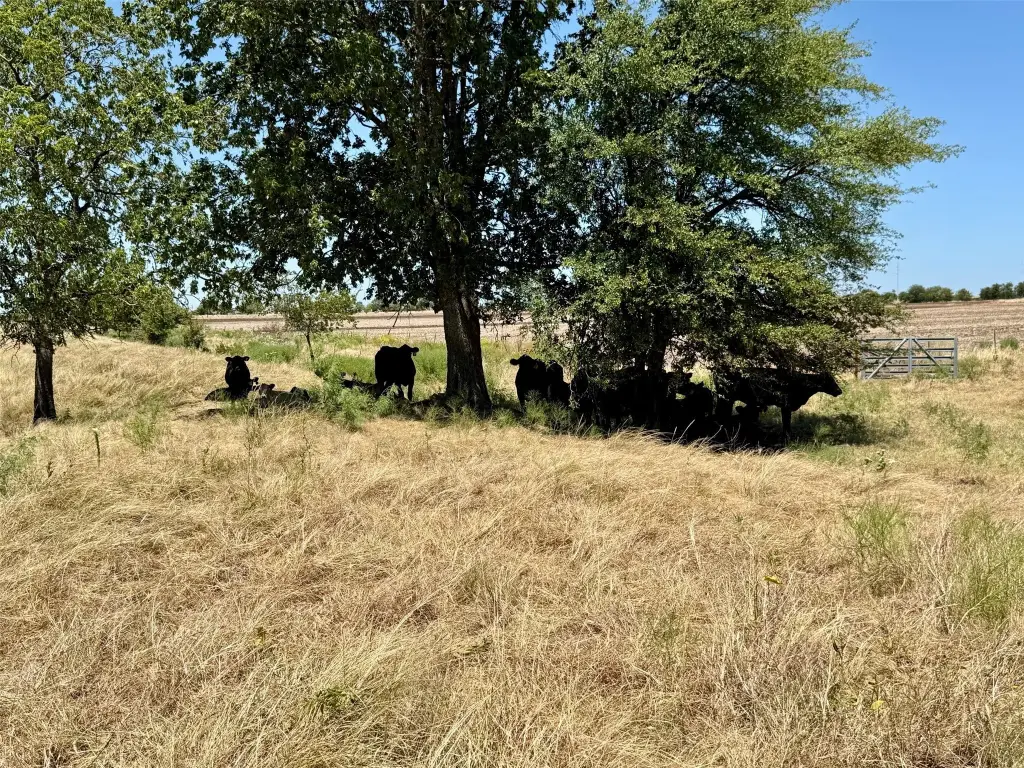 Picture 27