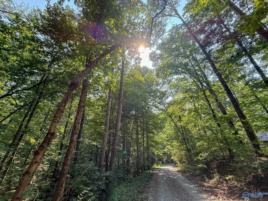 Picture 45