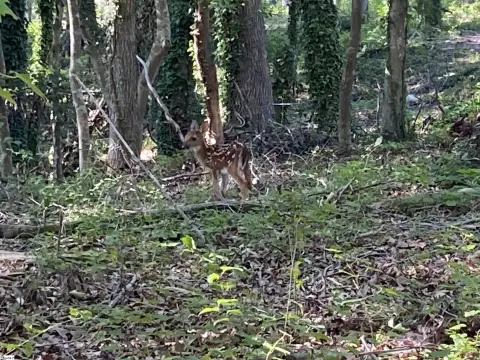 Residential Development Potential in Honea Path