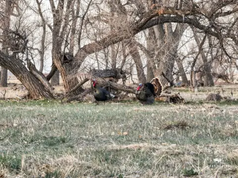 Colorado Hunting and Recreational Ranch