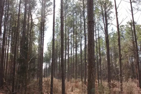 Garrison Land with Pine Plantation