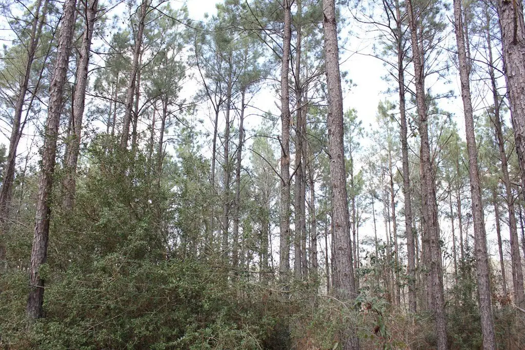 Picture 21