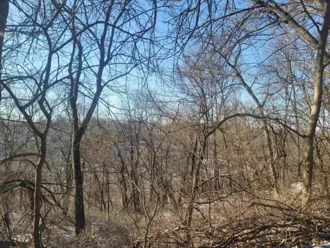 Wooded Land Parcel in Galena