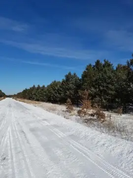 80 Acres of Forestland