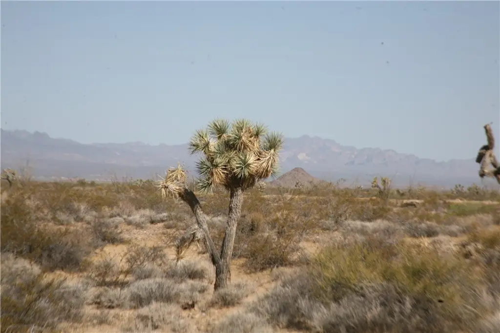 Picture 15