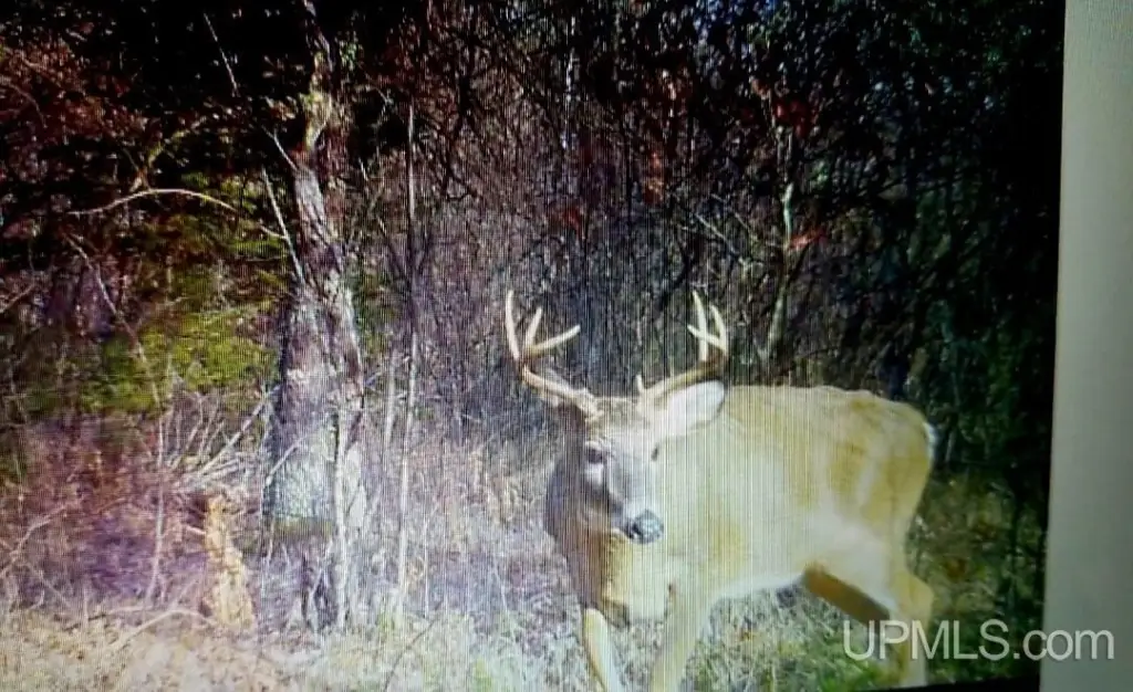 Picture 5