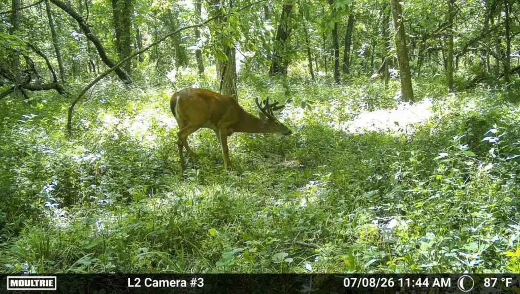 Picture 4