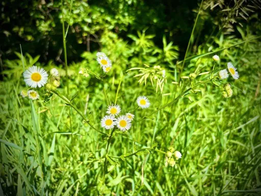 Picture 4